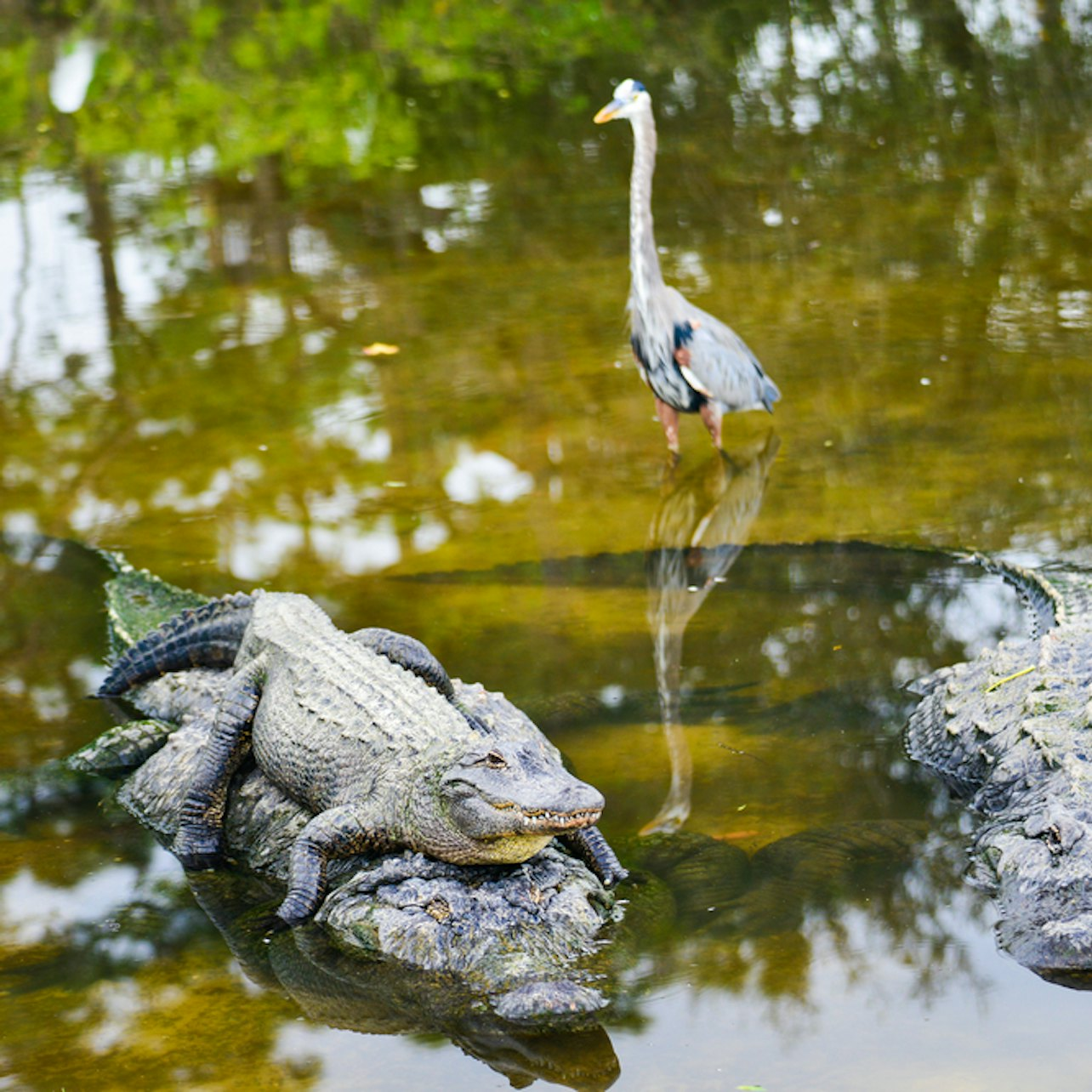 Fort Lauderdale: Gator Nights 60-Min Everglades Airboat Adventure - Photo 1 of 1